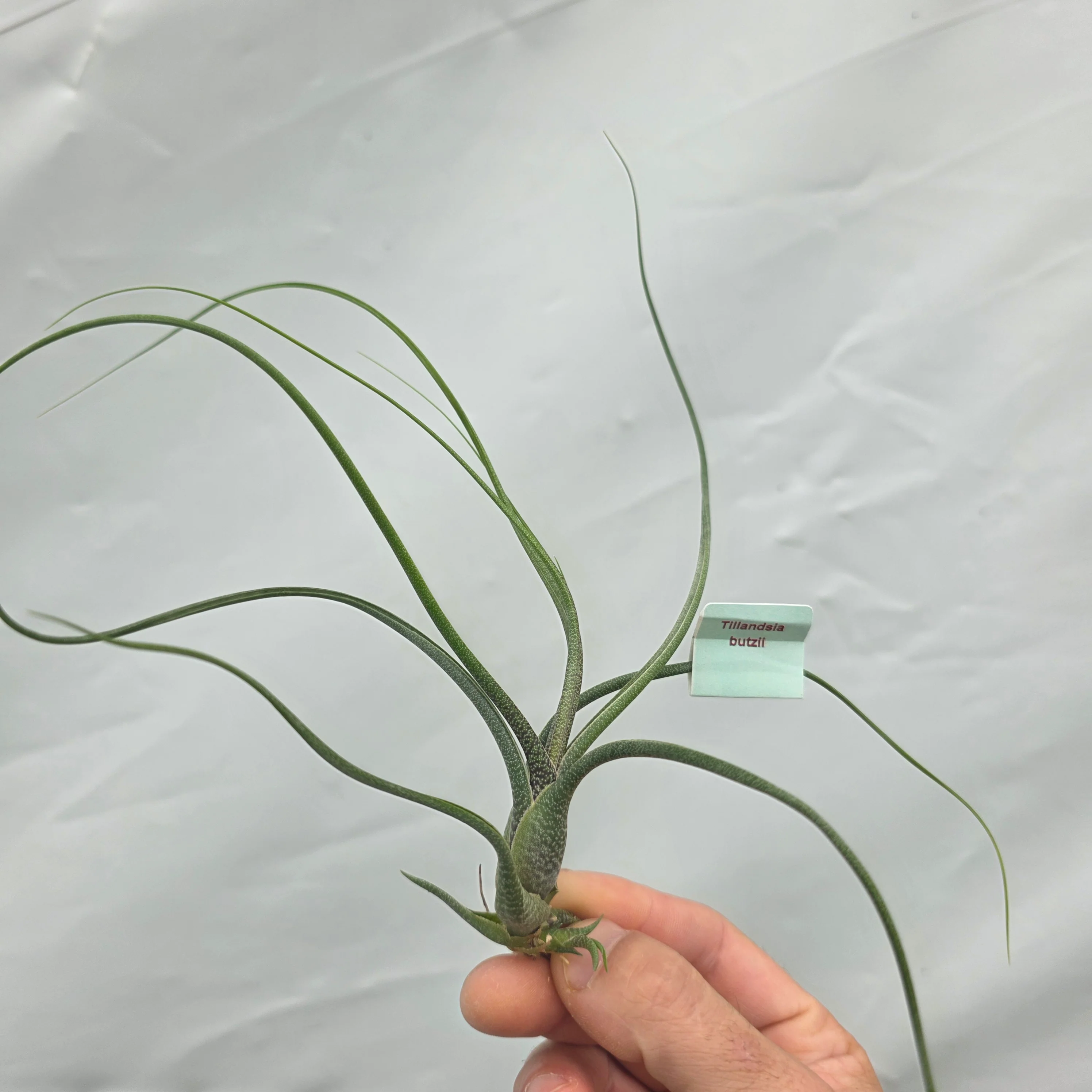 Tillandsia butzii - Image 2