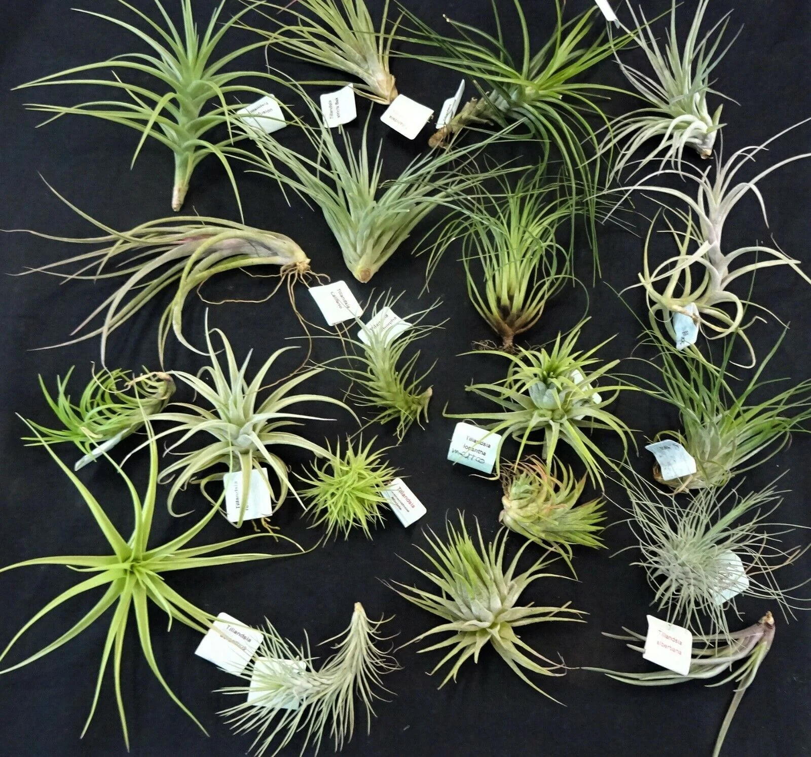 Tillandsia Collection (10 Plants): Diverse & Delightful Air Plants - Image 3