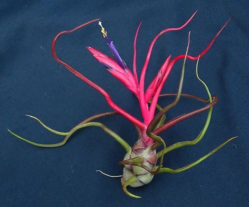 Tillandsia Collection (20 Plants): Diverse & Delightful Air Plants - Image 5