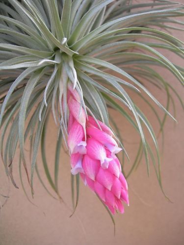 Tillandsia Collection (20 Plants): Diverse & Delightful Air Plants - Image 6