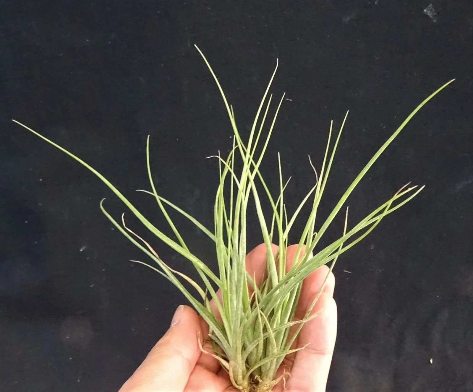 Tillandsia flavoviolacea 'Moonlight' (WA Prohibited) - Image 3