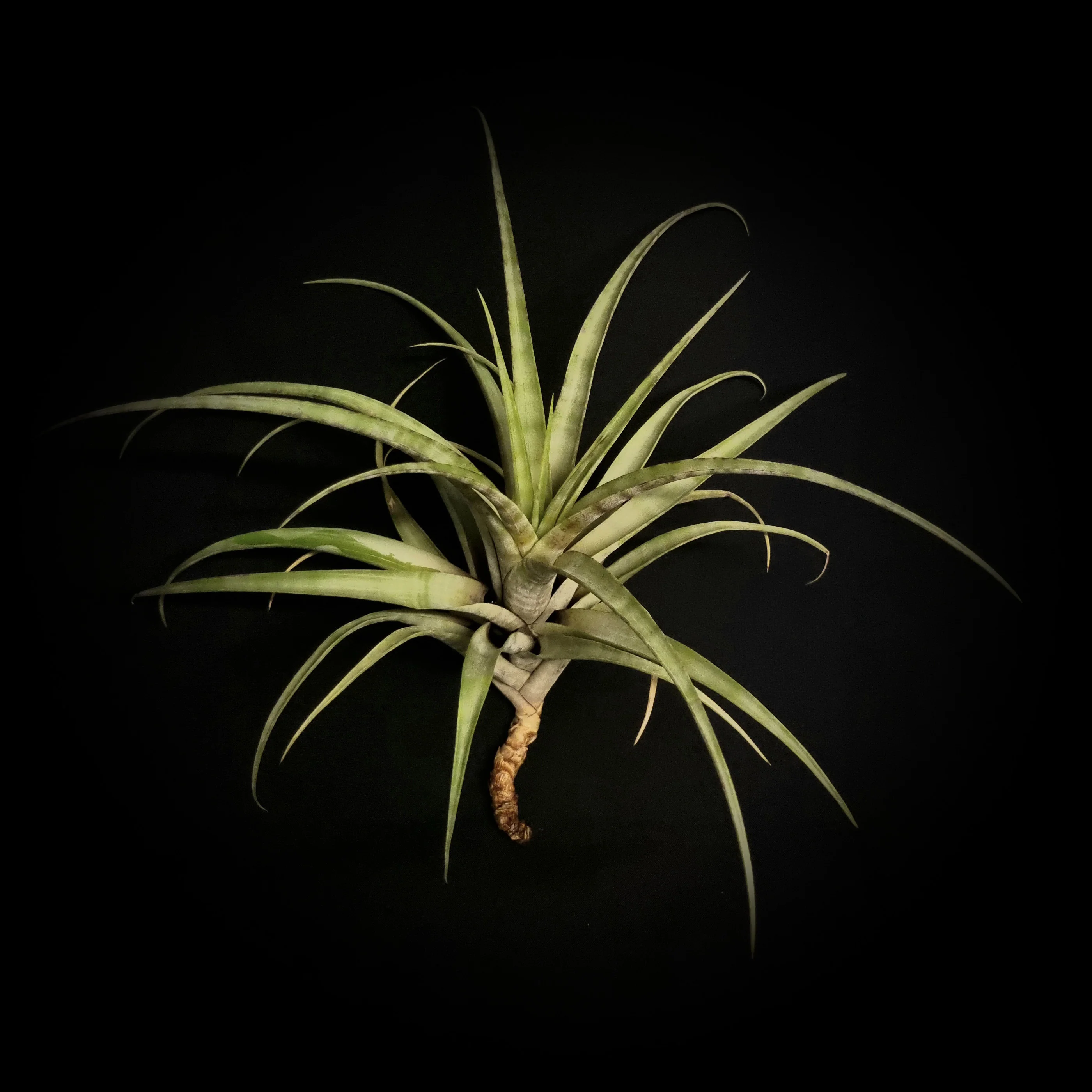 Tillandsia flexuosa (Viviparous Form)
