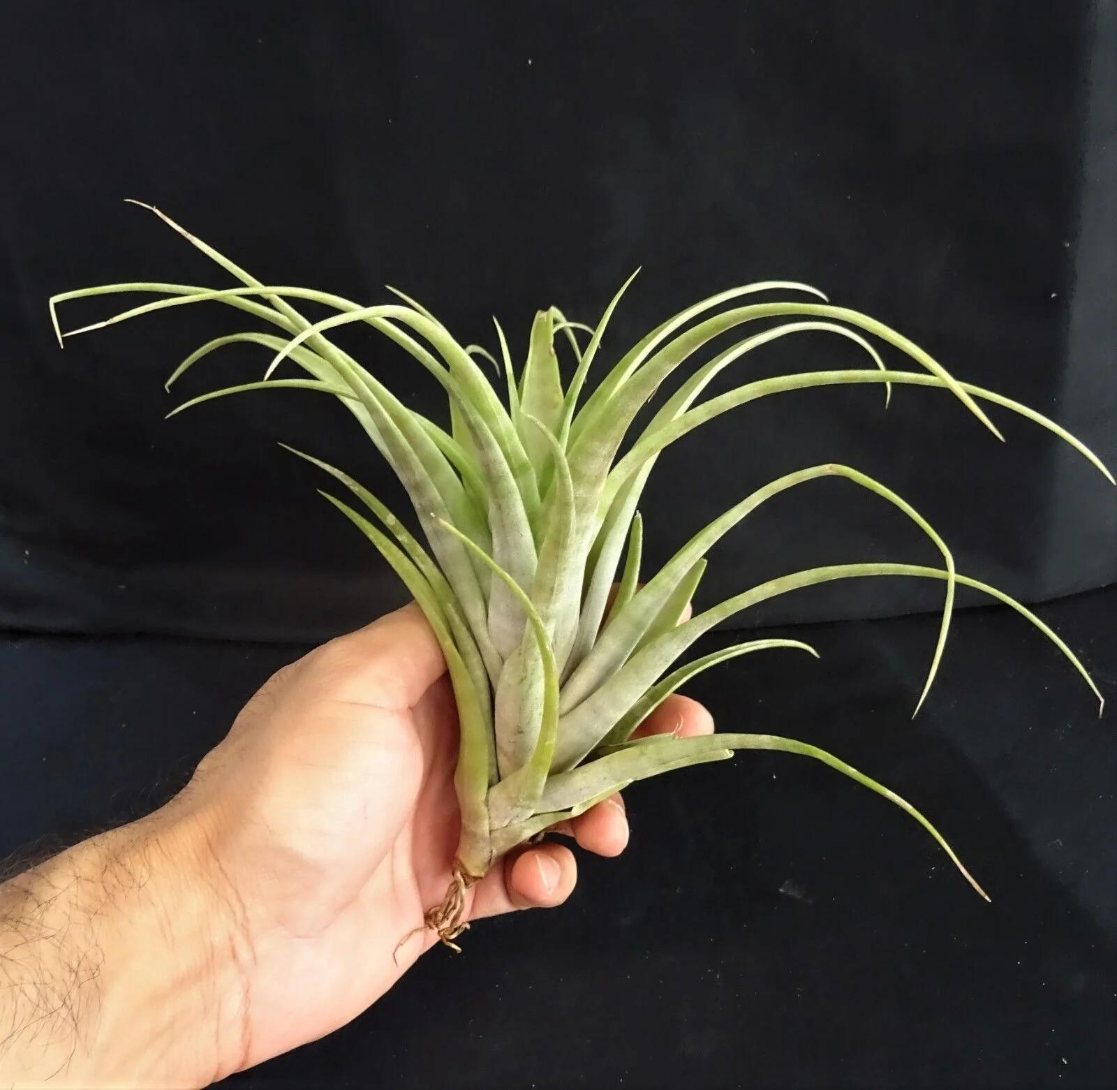 Tillandsia flexuosa (Viviparous Form) - Image 5