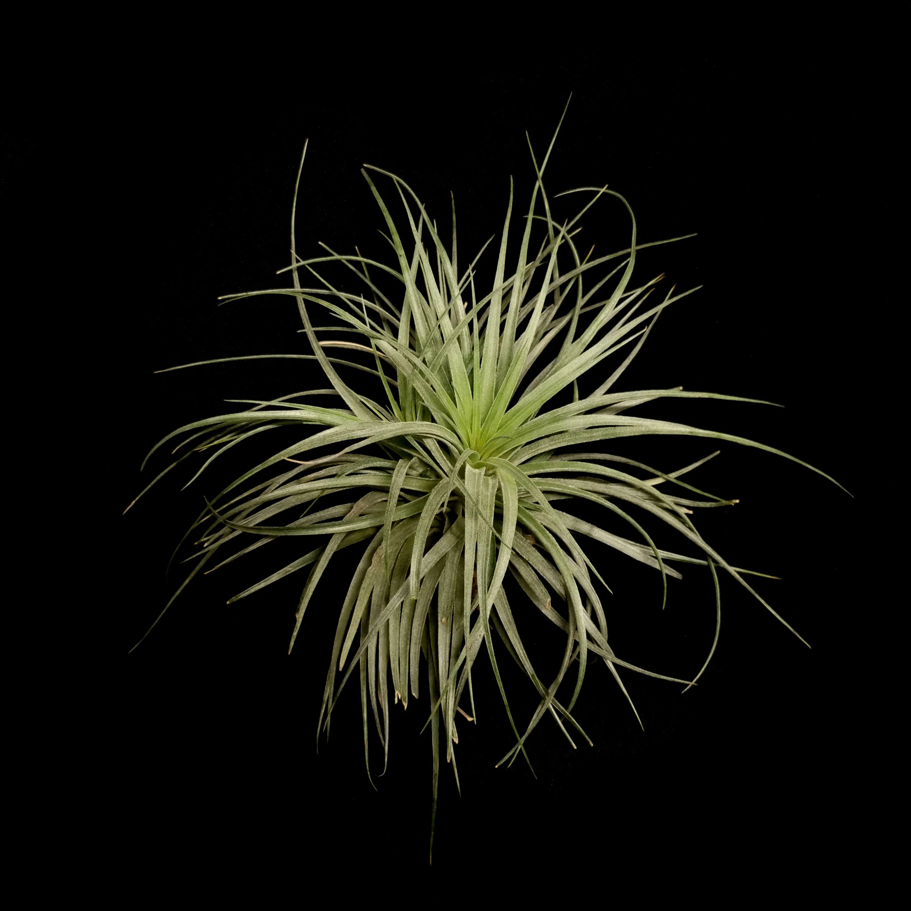 Tillandsia 'Houston' - Image 3