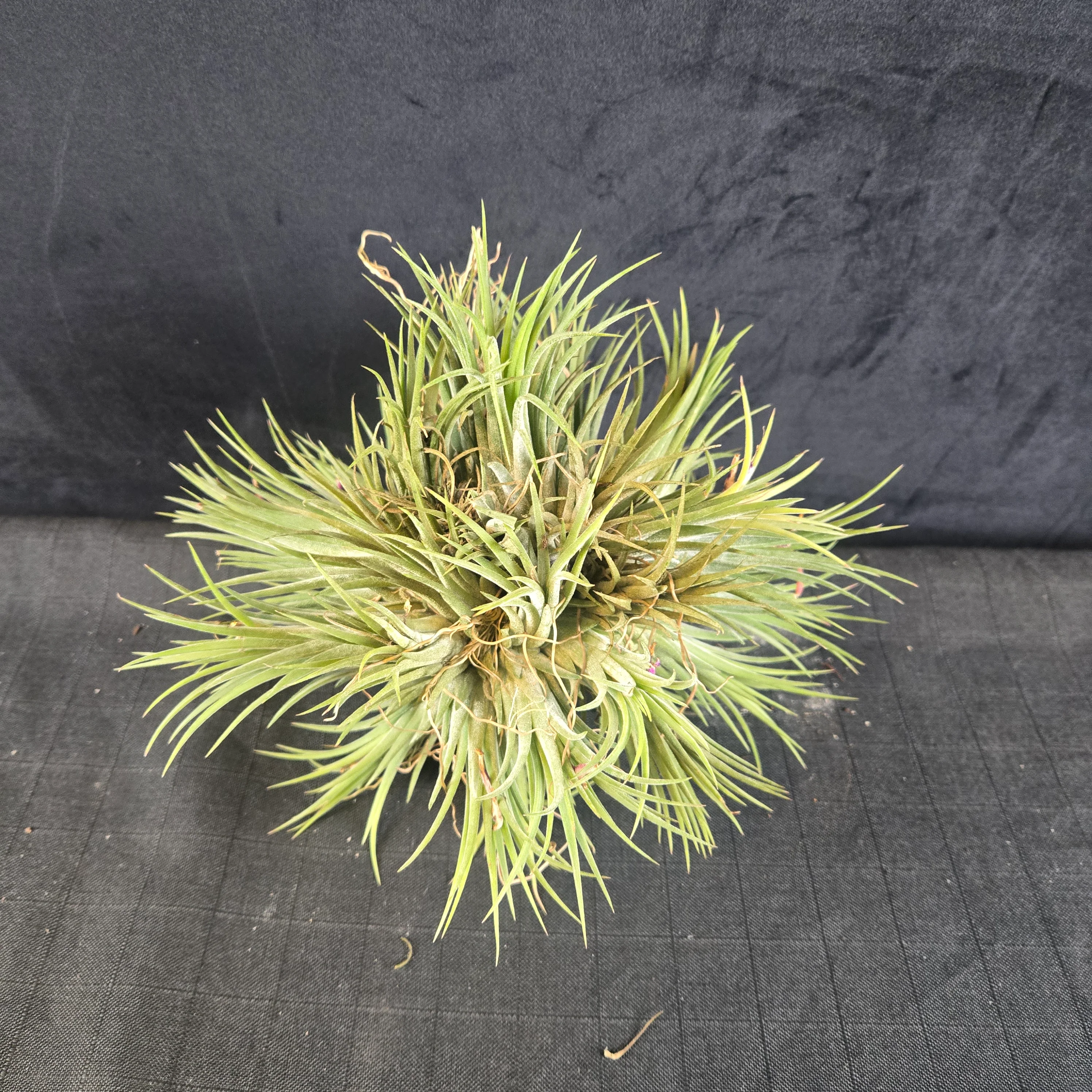 Tillandsia ionantha Clumps - Large & Mature - Image 4