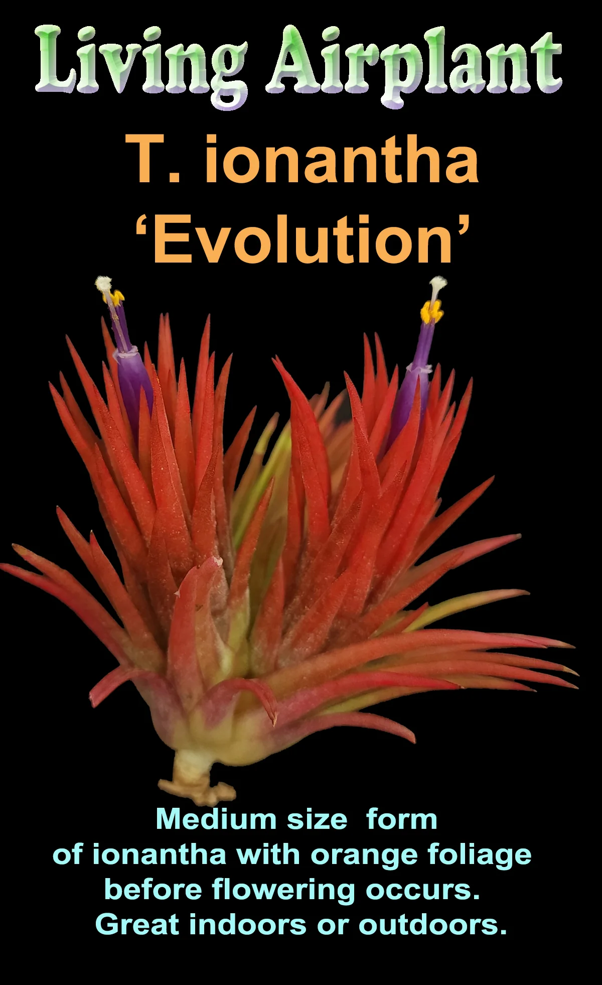 Tillandsia ionantha 'Evolution' - Image 2