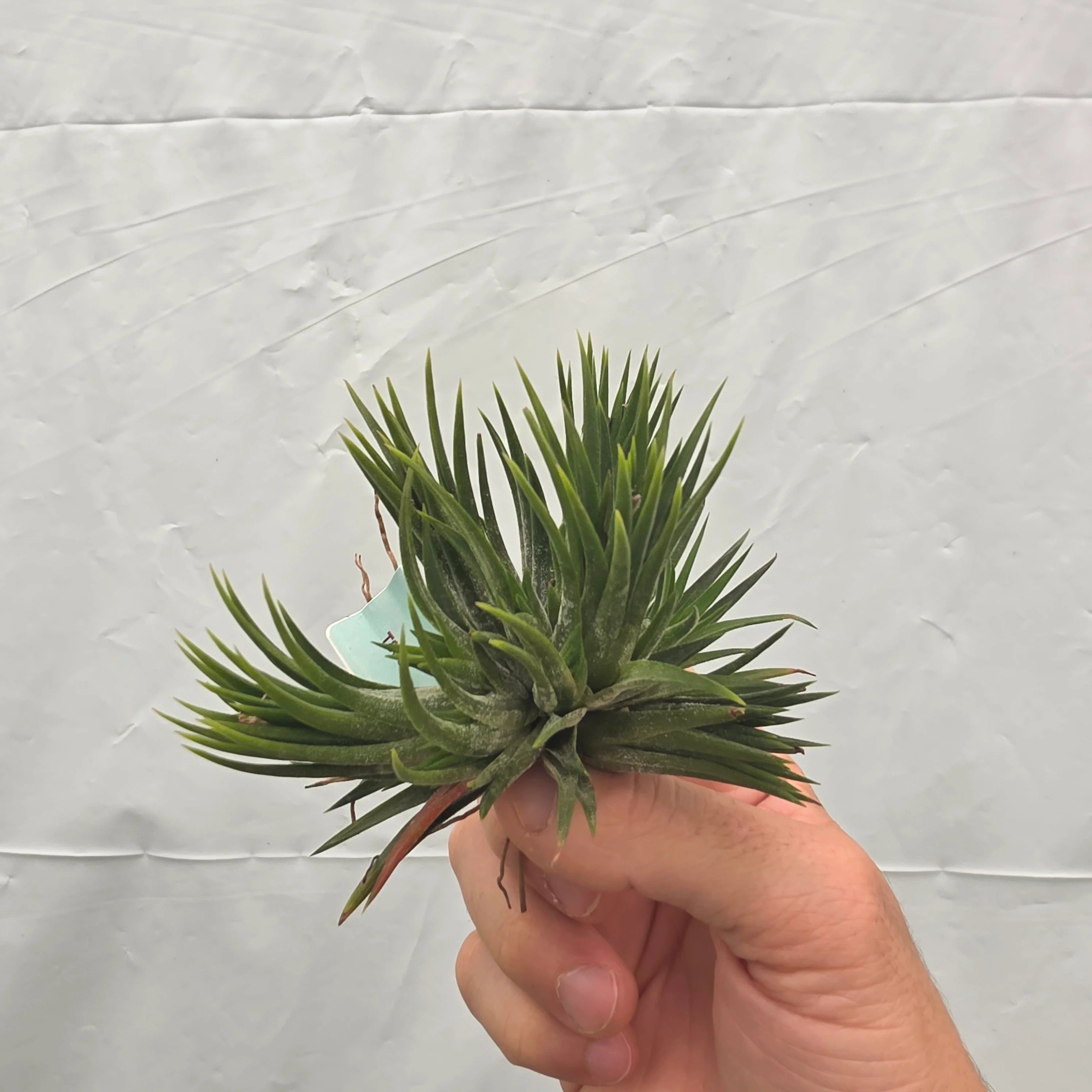 Tillandsia ionantha 'Evolution' - Image 3