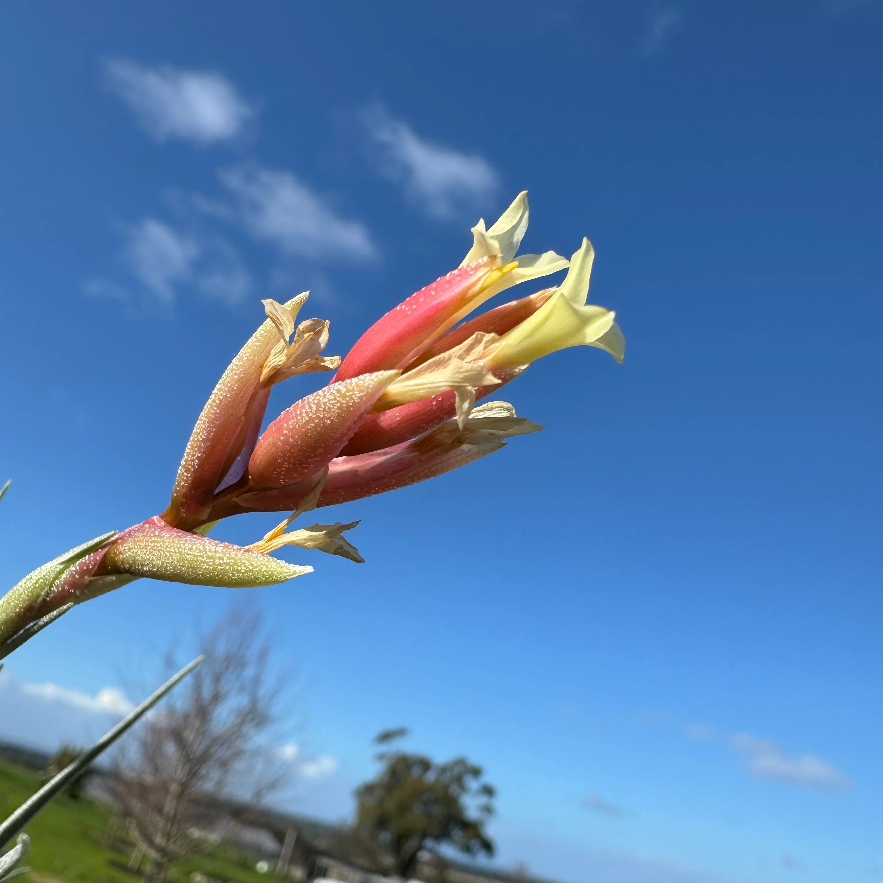 Tillandsia jucunda - Image 3