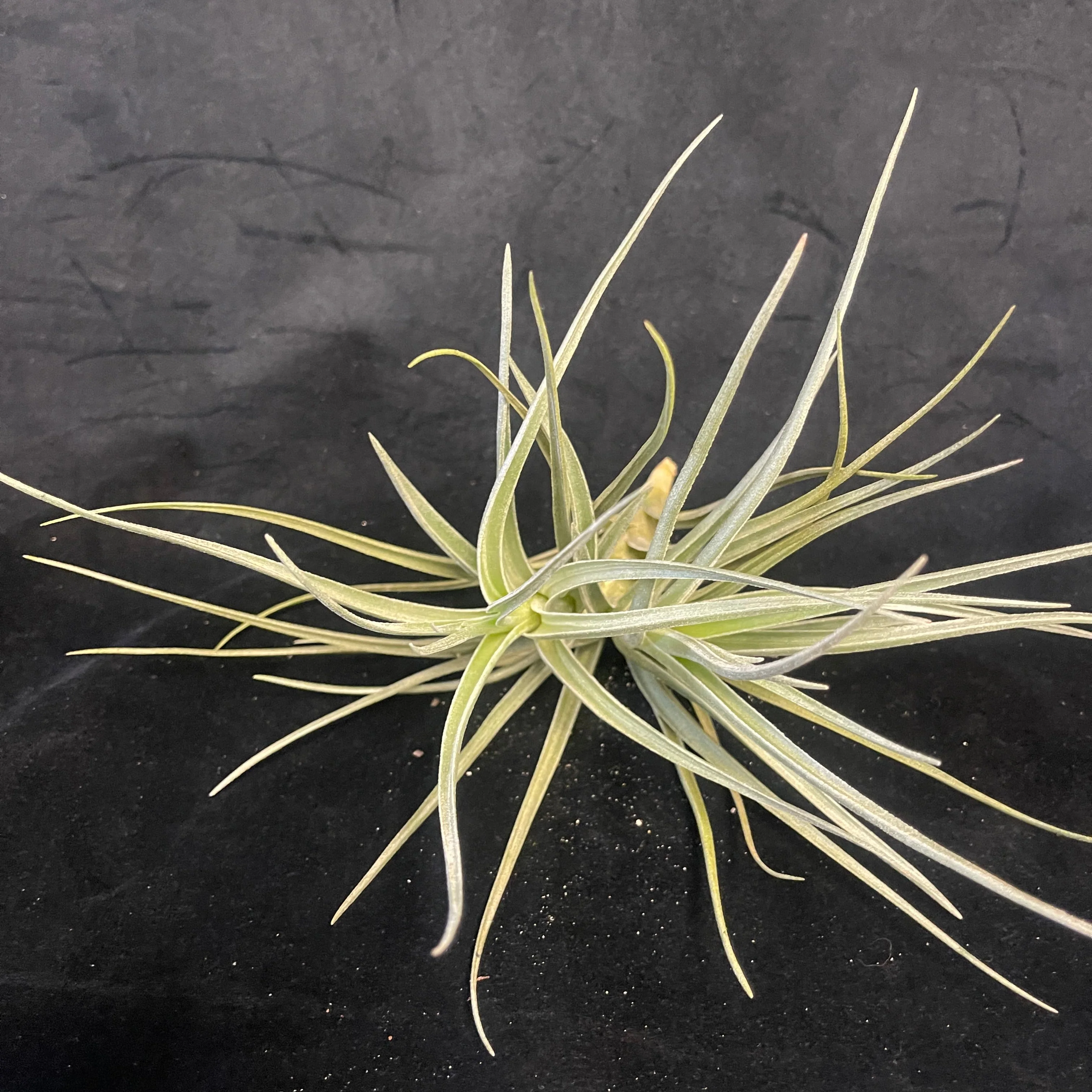 Tillandsia 'Mystic Trumpet Enigma' - Image 3