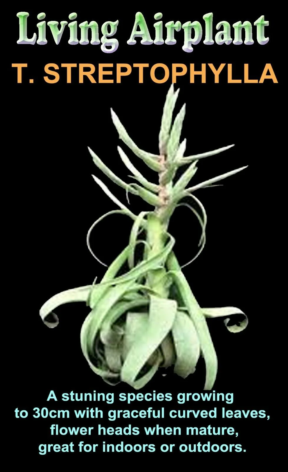 Tillandsia streptophylla - Image 3