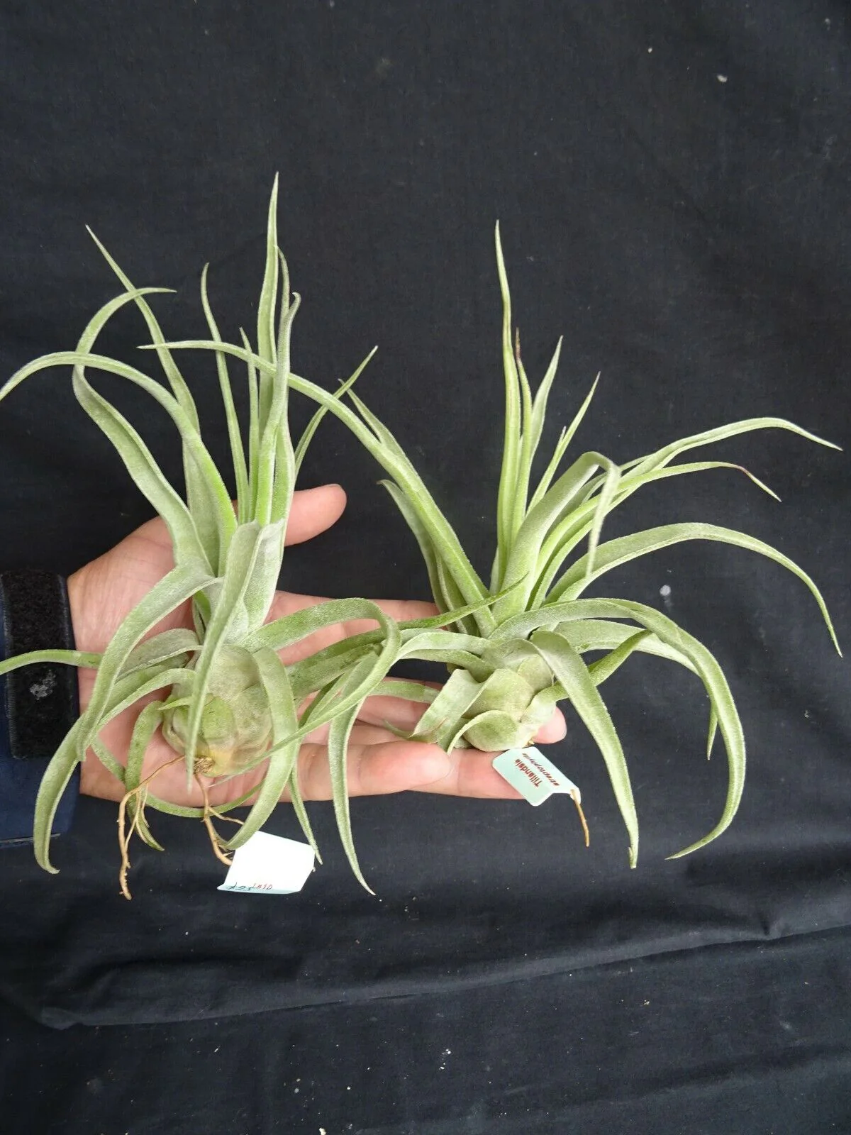 Tillandsia streptophylla - Image 4