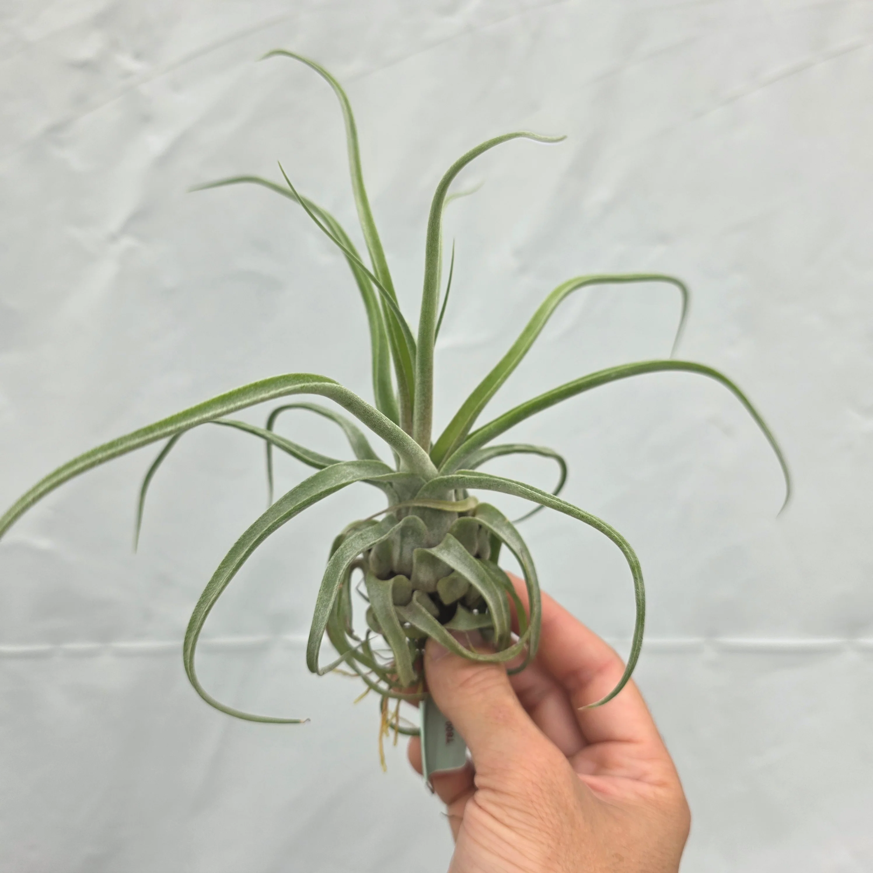 Tillandsia streptophylla - Image 6