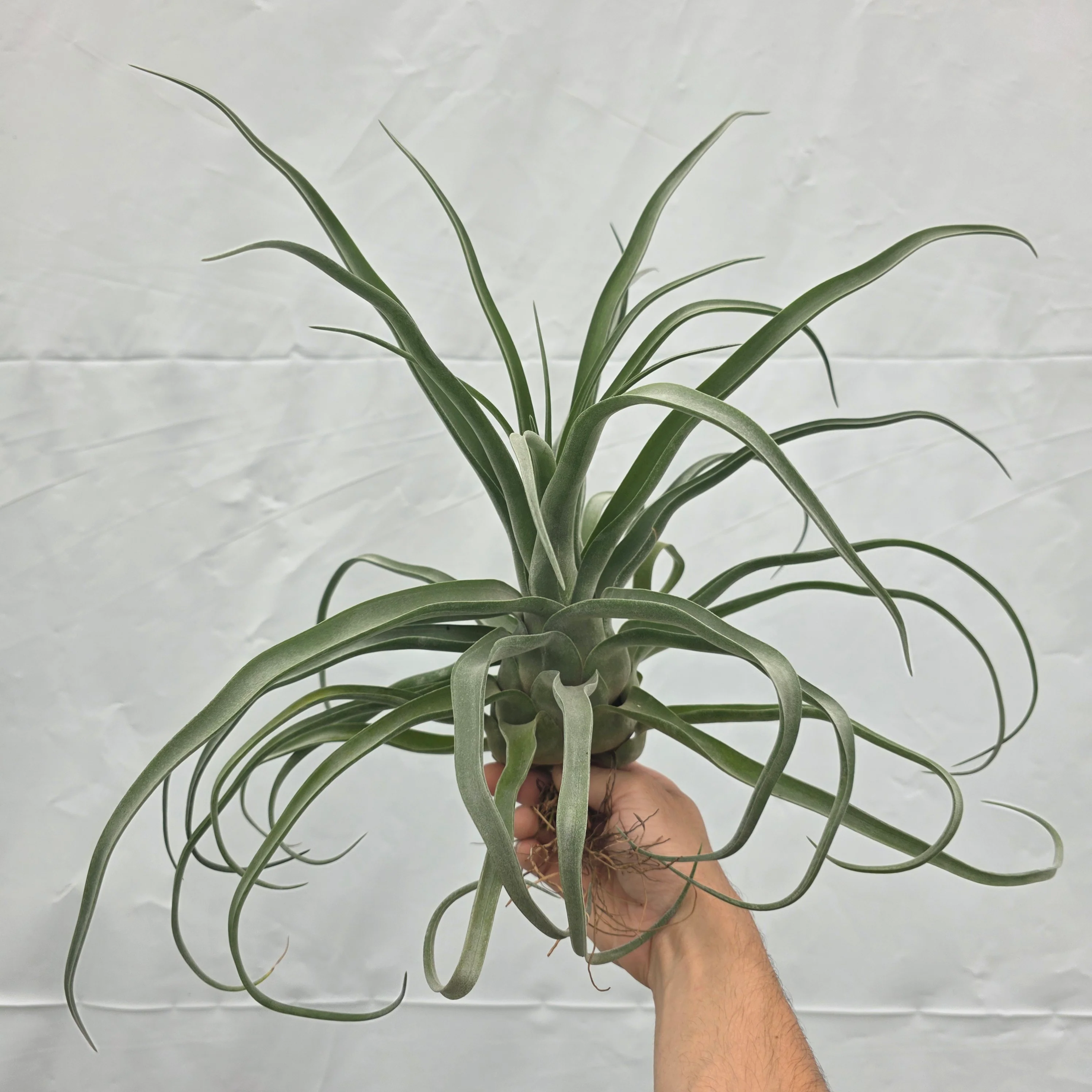 Tillandsia streptophylla - Image 7