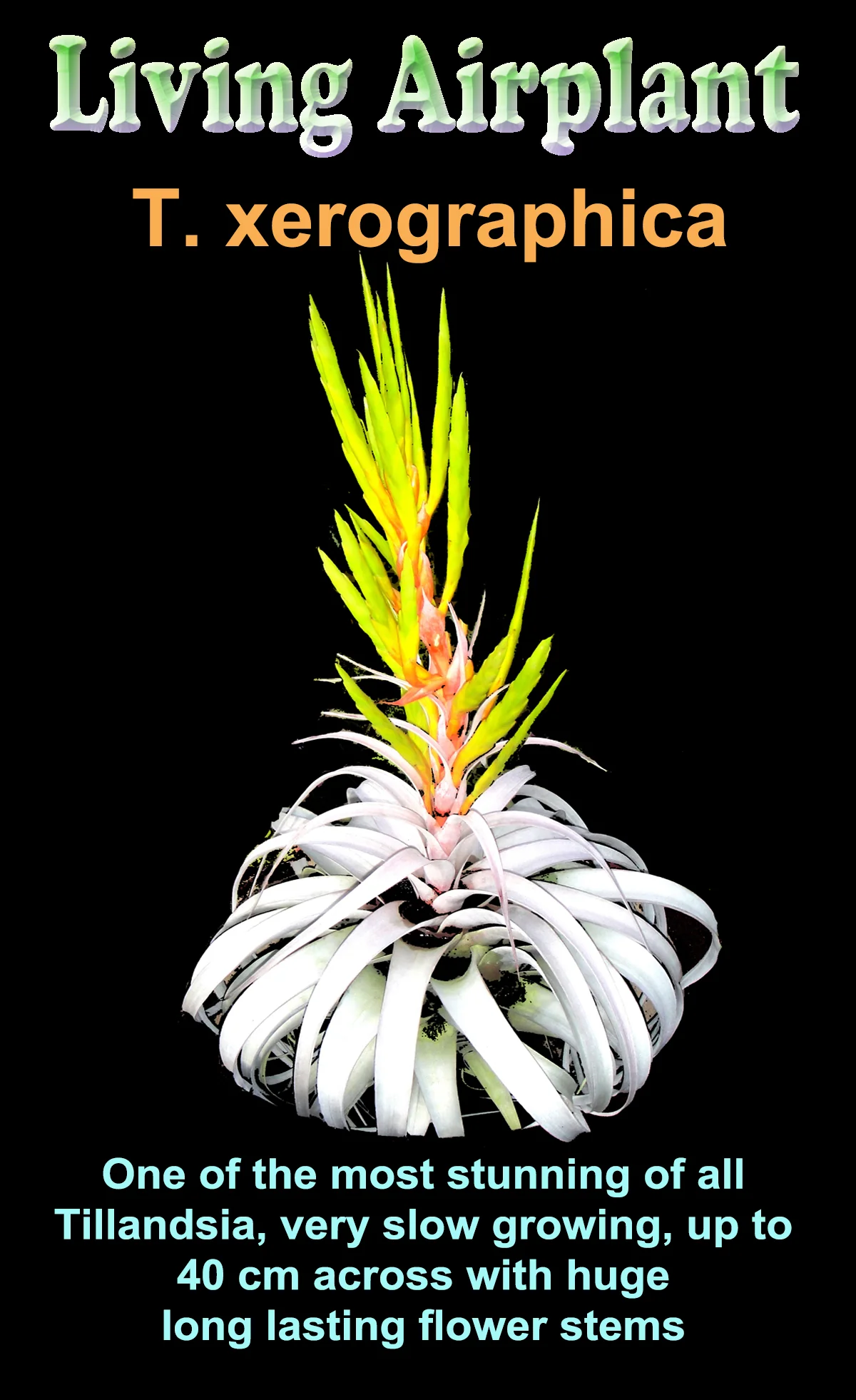 Tillandsia xerographica - Image 2