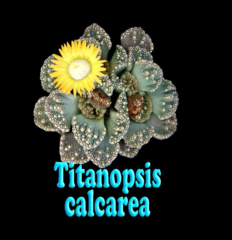 Titanopsis calcarea – Living Stone - Image 2