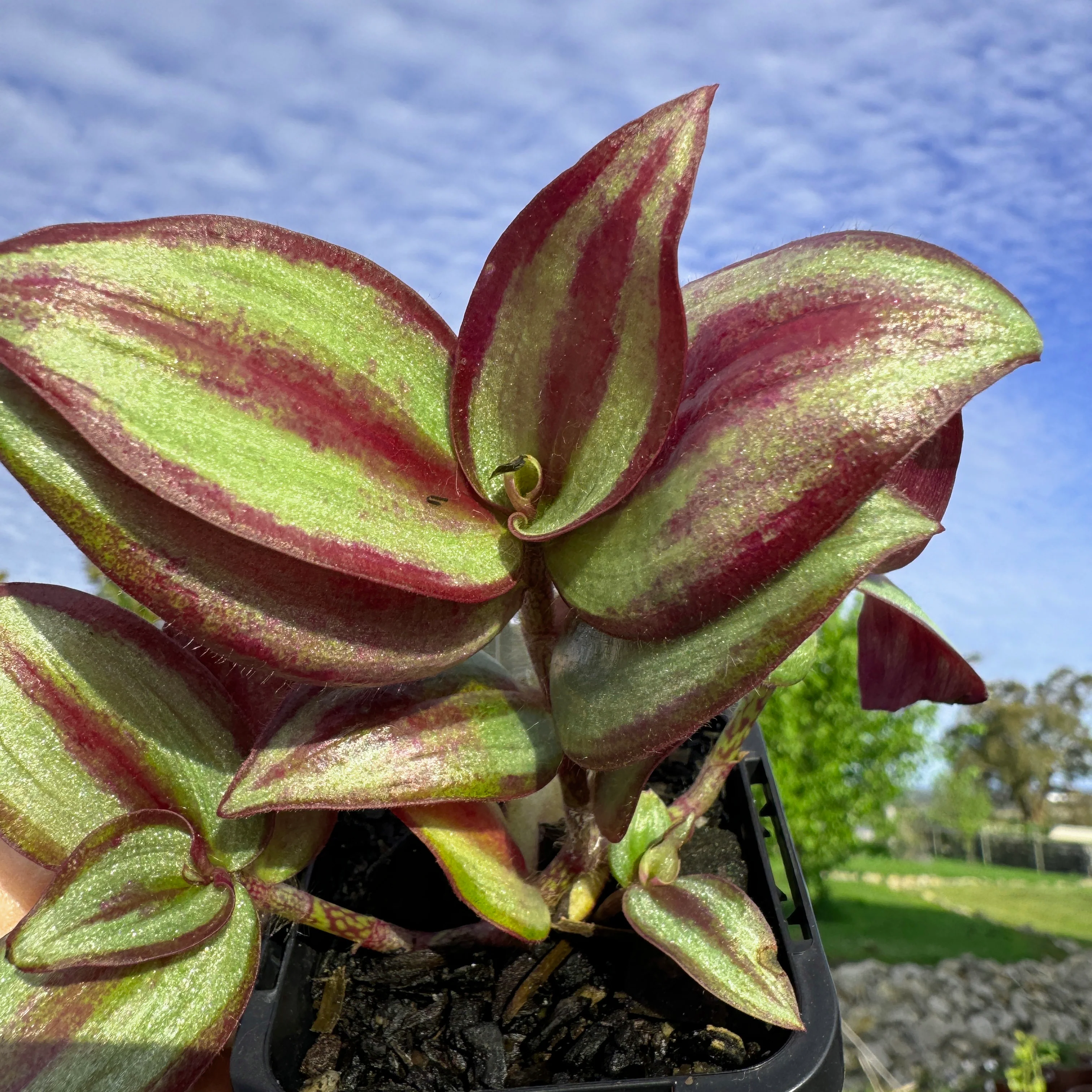 Tradescantia Zebrina – The Wandering Jew - Image 4