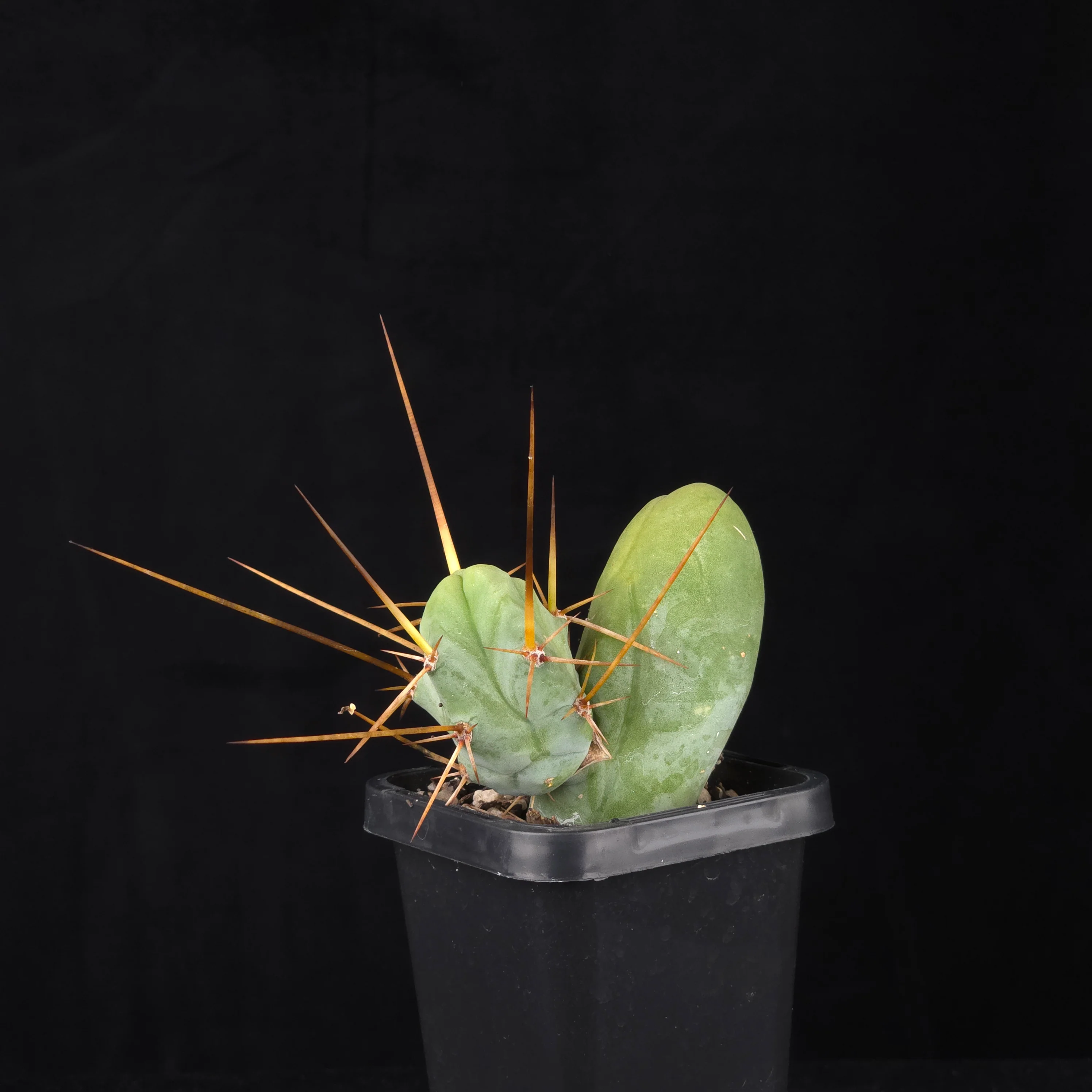 Trichocereus bridgesii f. monstrosa (Penis Cactus) - Image 11