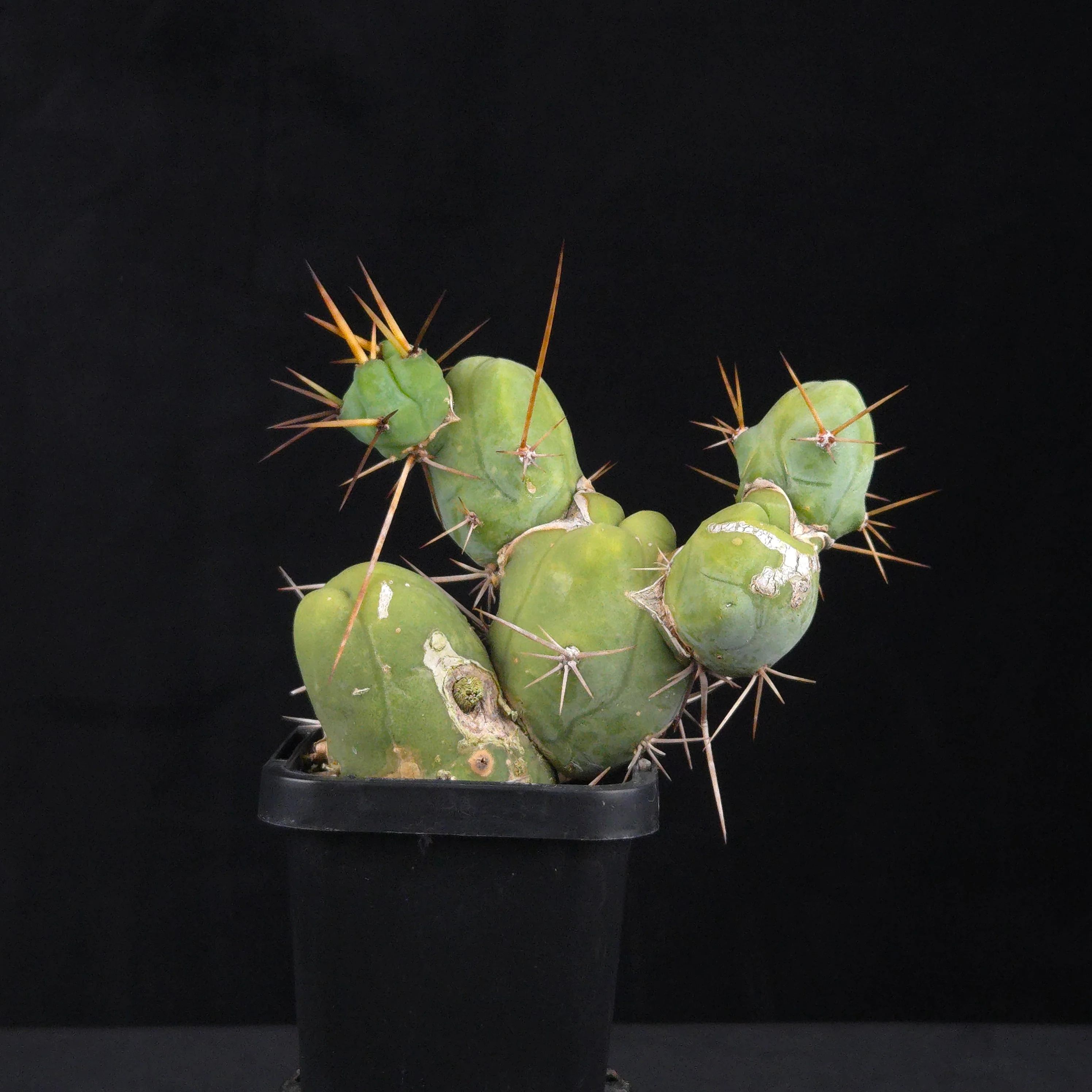 Trichocereus bridgesii f. monstrosa (Penis Cactus) - Image 3