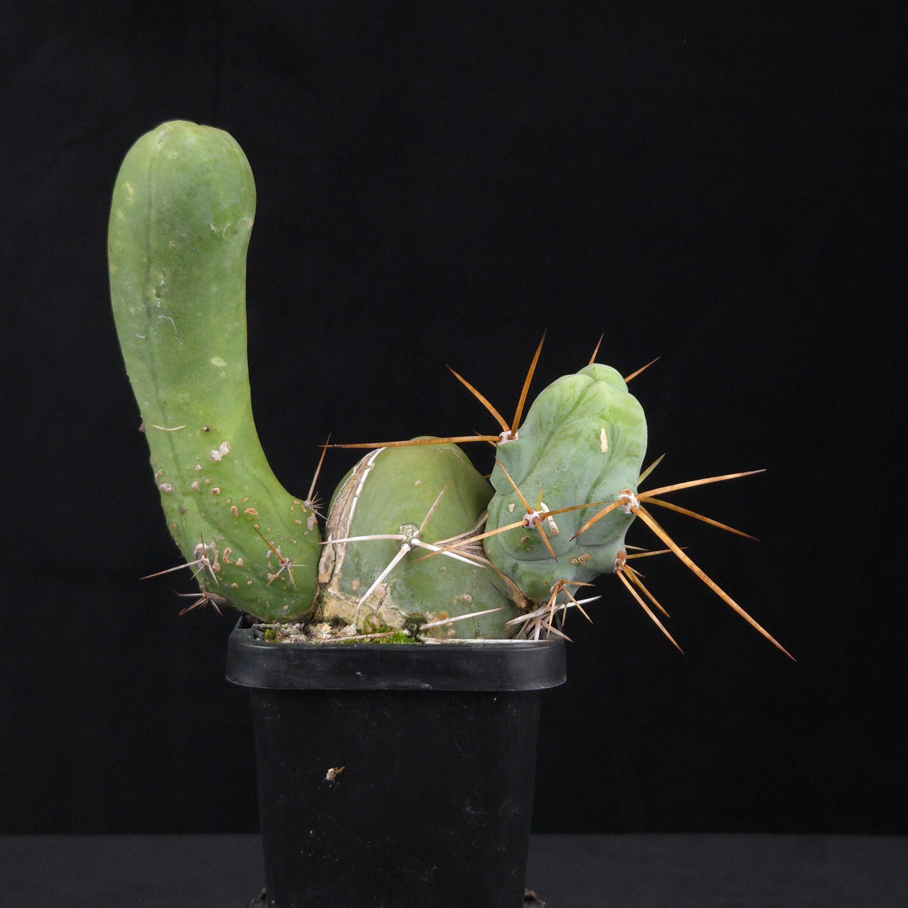 Trichocereus bridgesii f. monstrosa (Penis Cactus) - Image 4