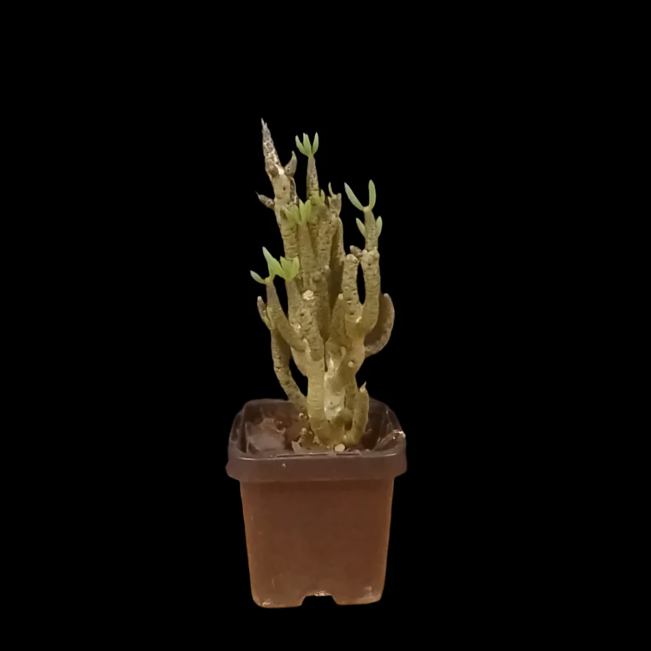 Tylecodon buchholzianus