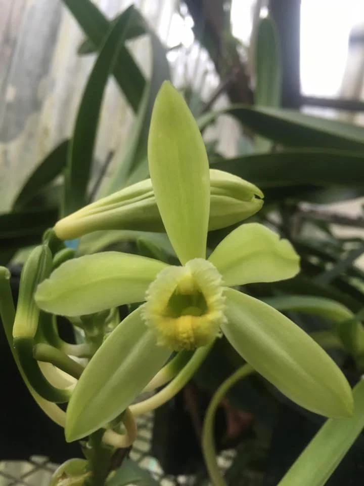 Vanilla planifolia – Vanilla Orchid - Image 2