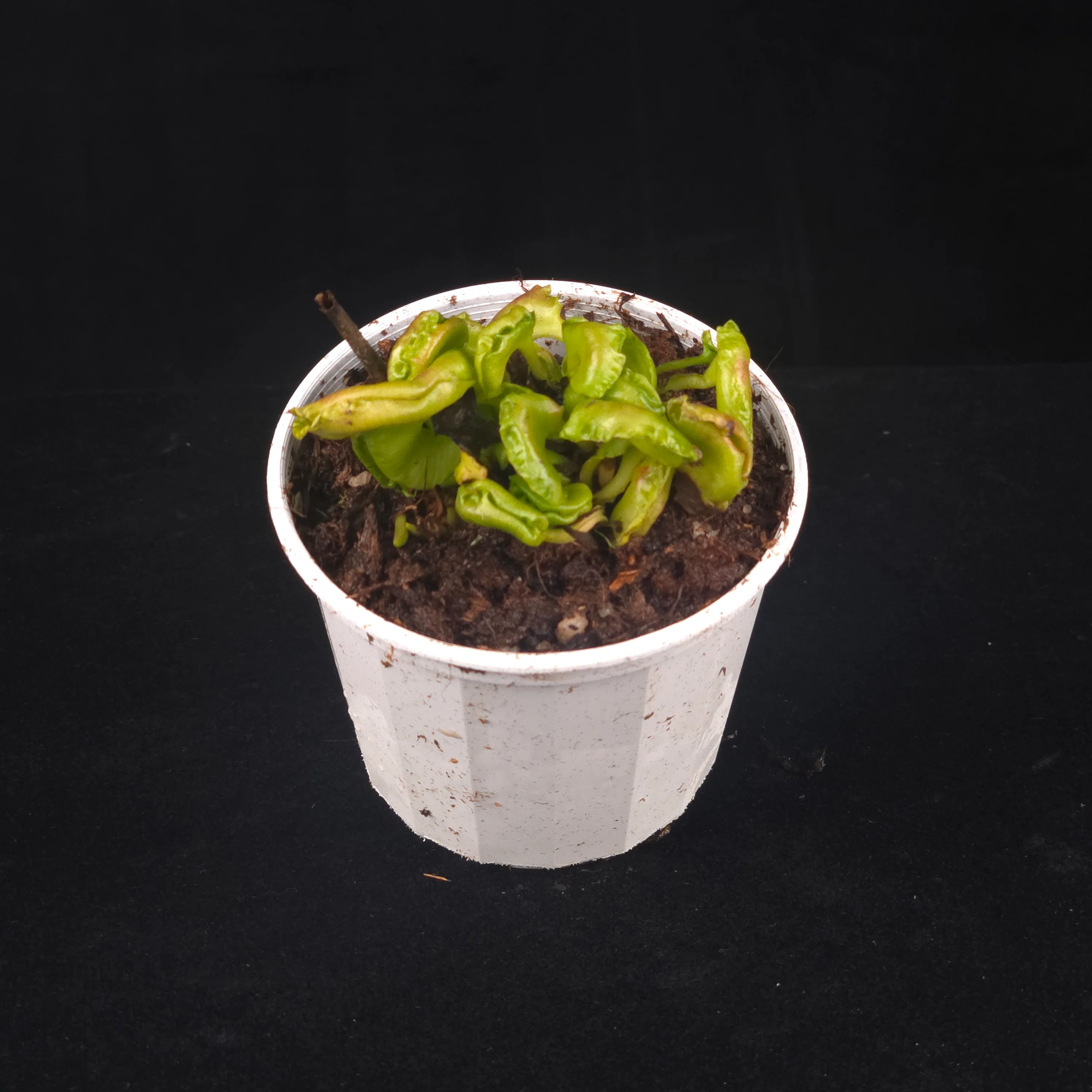 Dionaea muscipula 'Shell Tooth' - Venus Fly Trap (Rare Clone) - Image 5