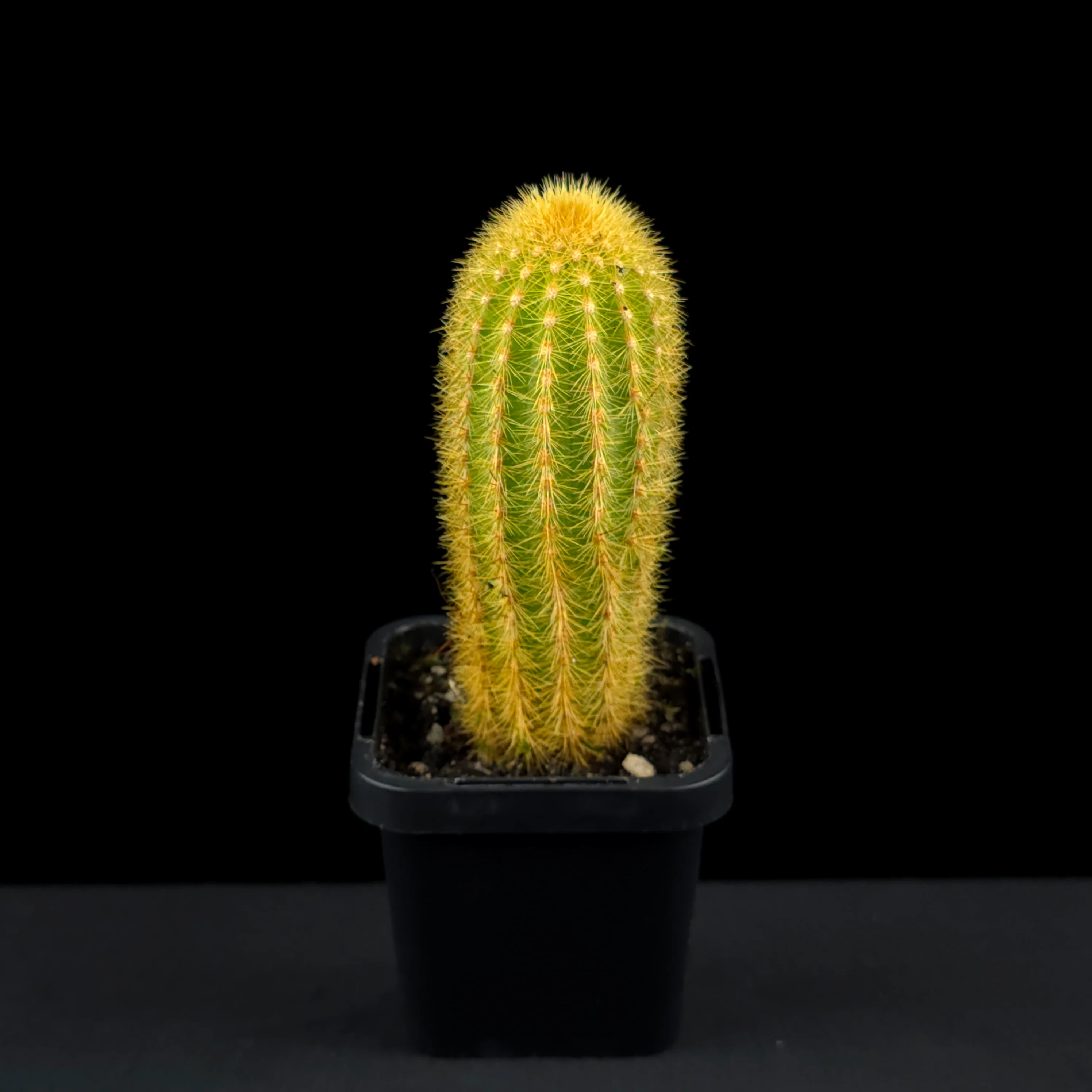 Weberbauerocereus johnsonii - Image 3