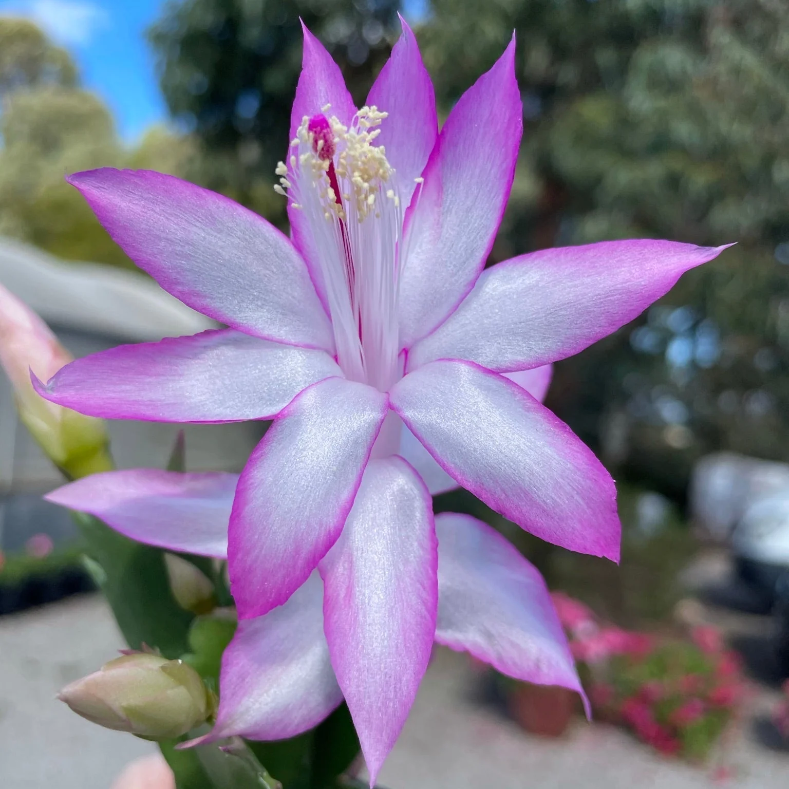 Schlumbergera (Zygocactus) 'Butterfly' - Image 2