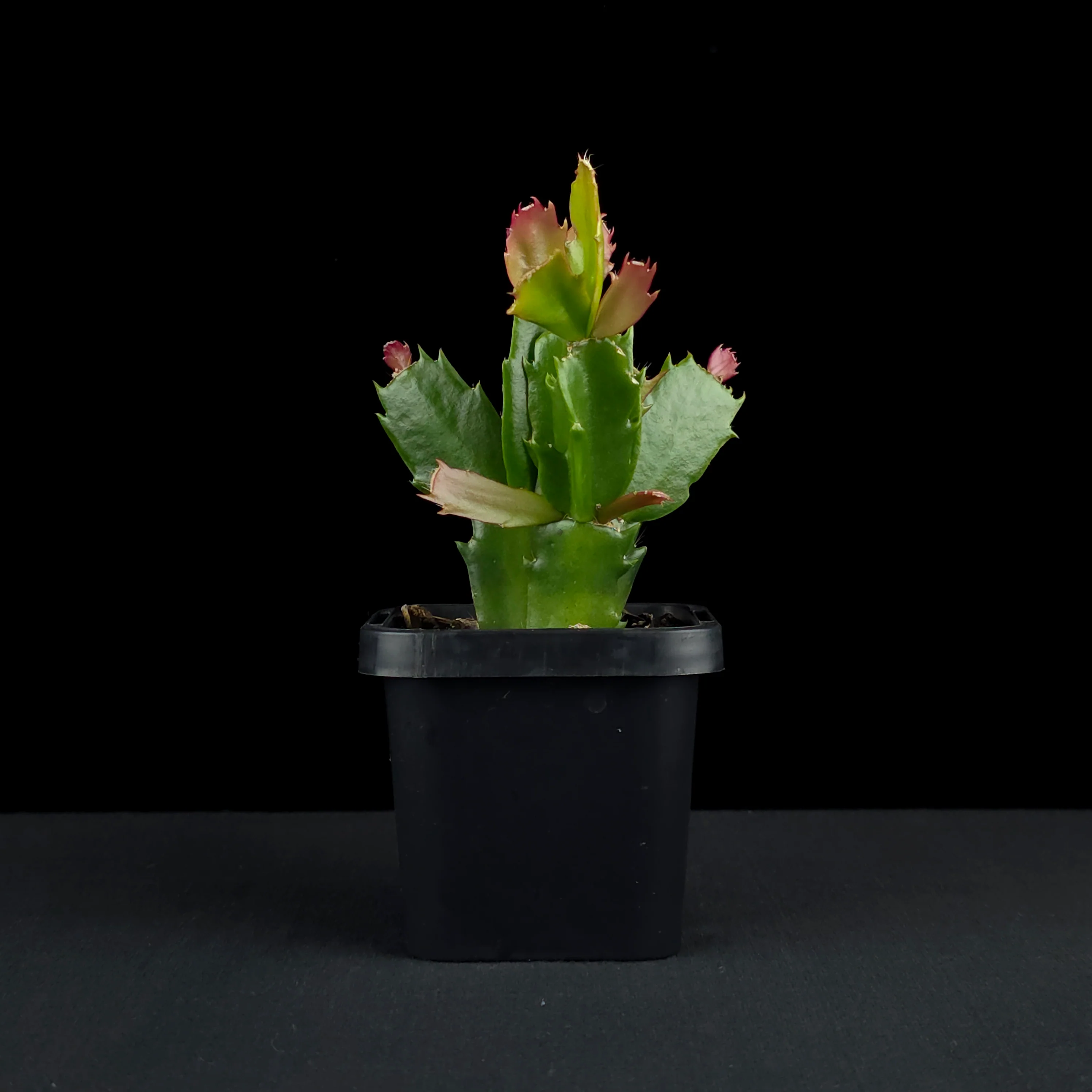 Schlumbergera (Zygocactus) 'Thor Caroline' - Image 3
