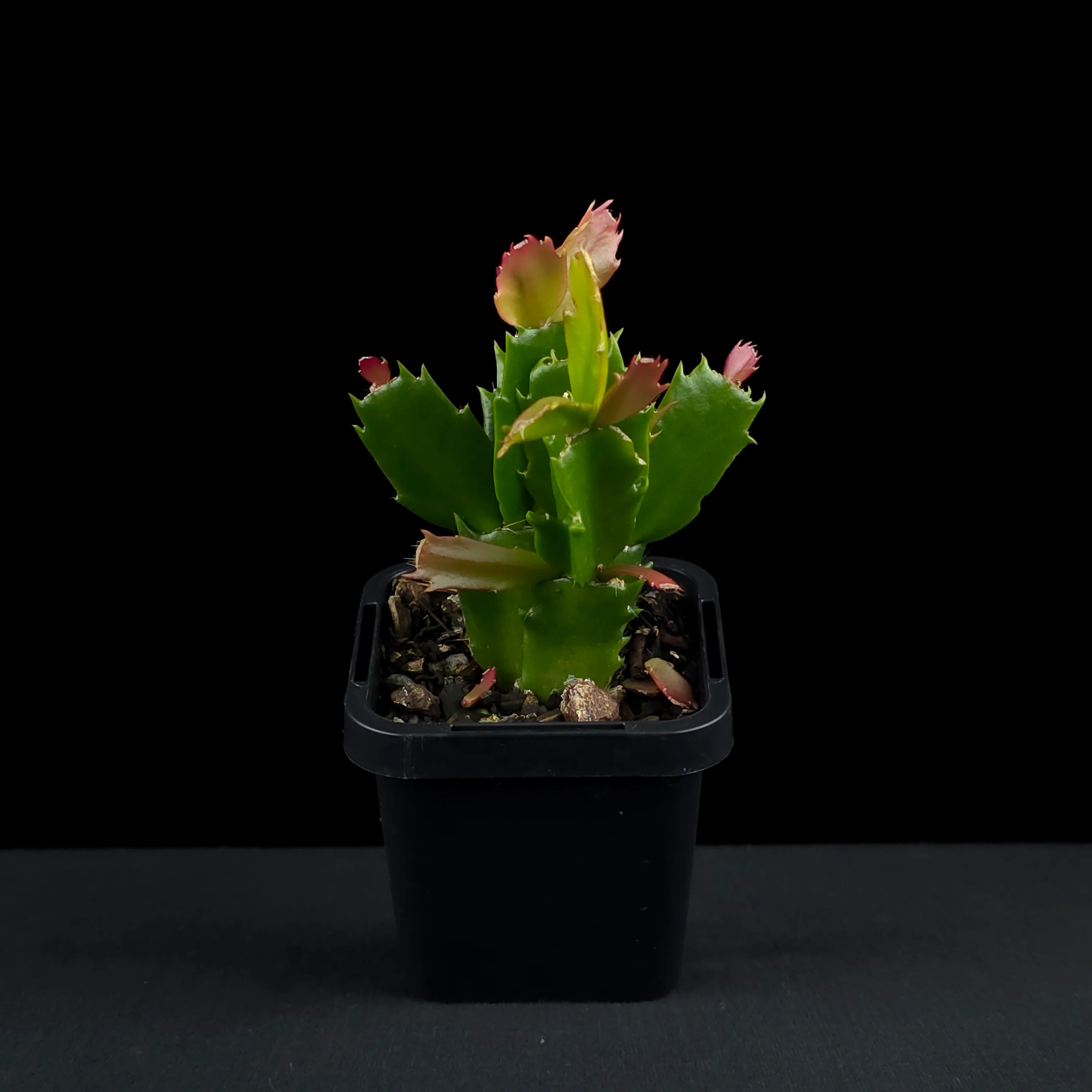 Schlumbergera (Zygocactus) 'Thor Caroline' - Image 4
