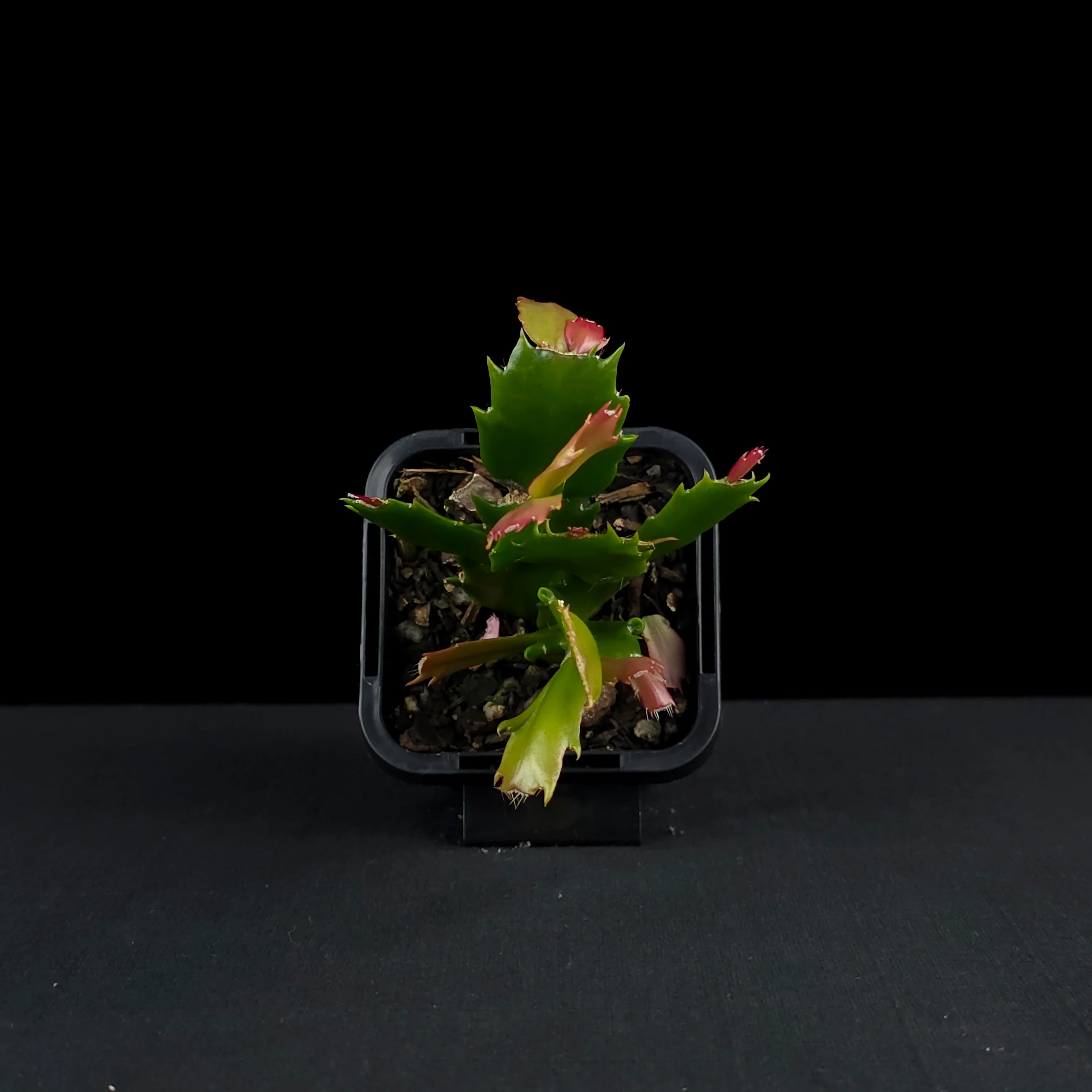 Schlumbergera (Zygocactus) 'Thor Caroline' - Image 5