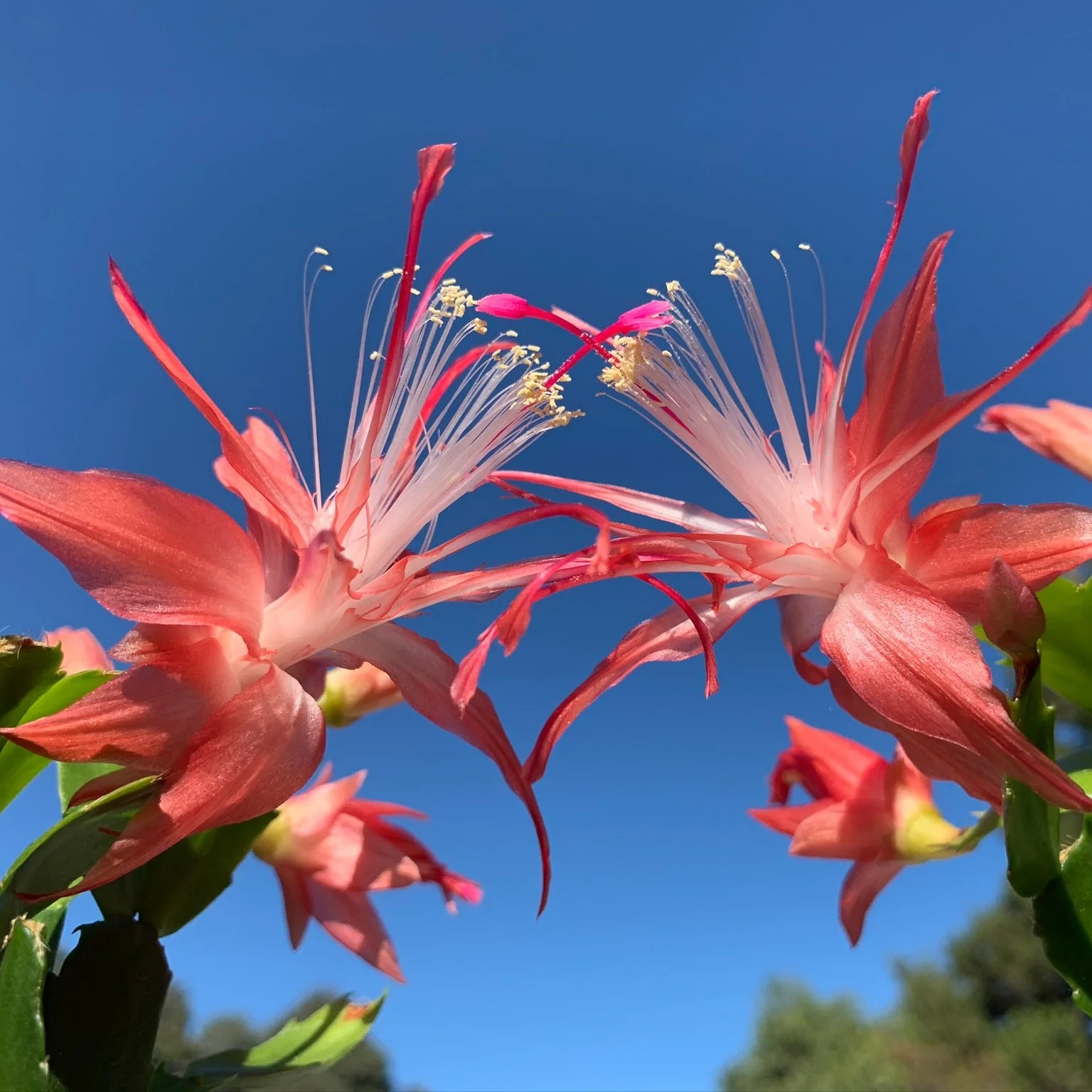 Schlumbergera (Zygocactus) 'Fantasia' - Image 2