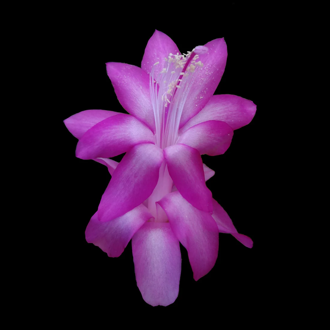 Schlumbergera (Zygocactus) 'Purple Dancer'
